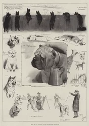 Hunde aller Nationen im Westminster Aquarium